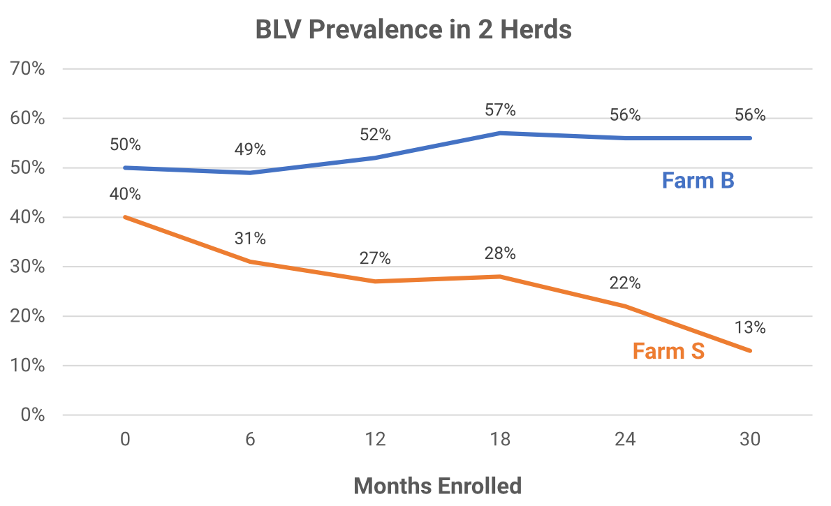 BLV infection rates in herds with different disease management strategies